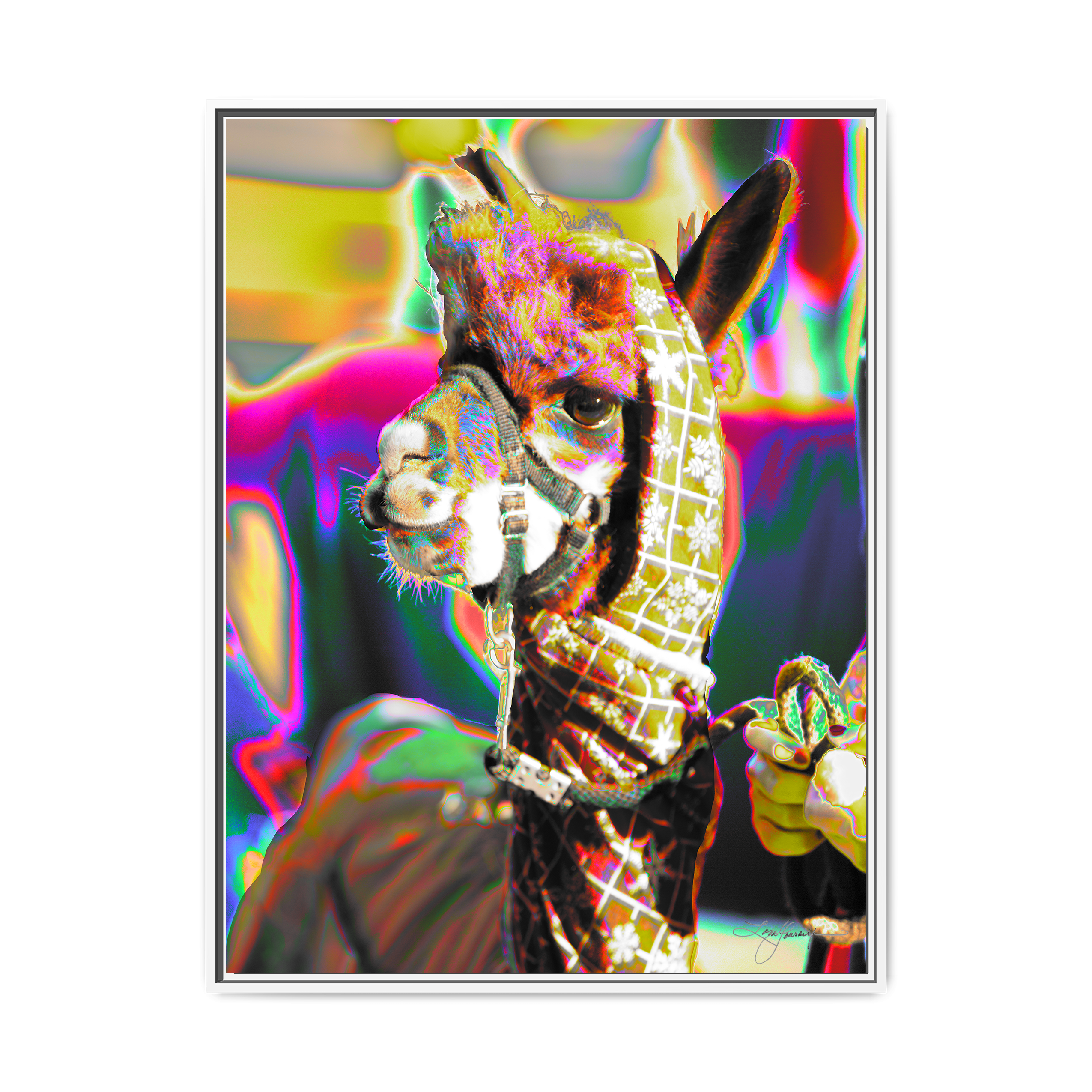 TBNF
