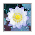 A White