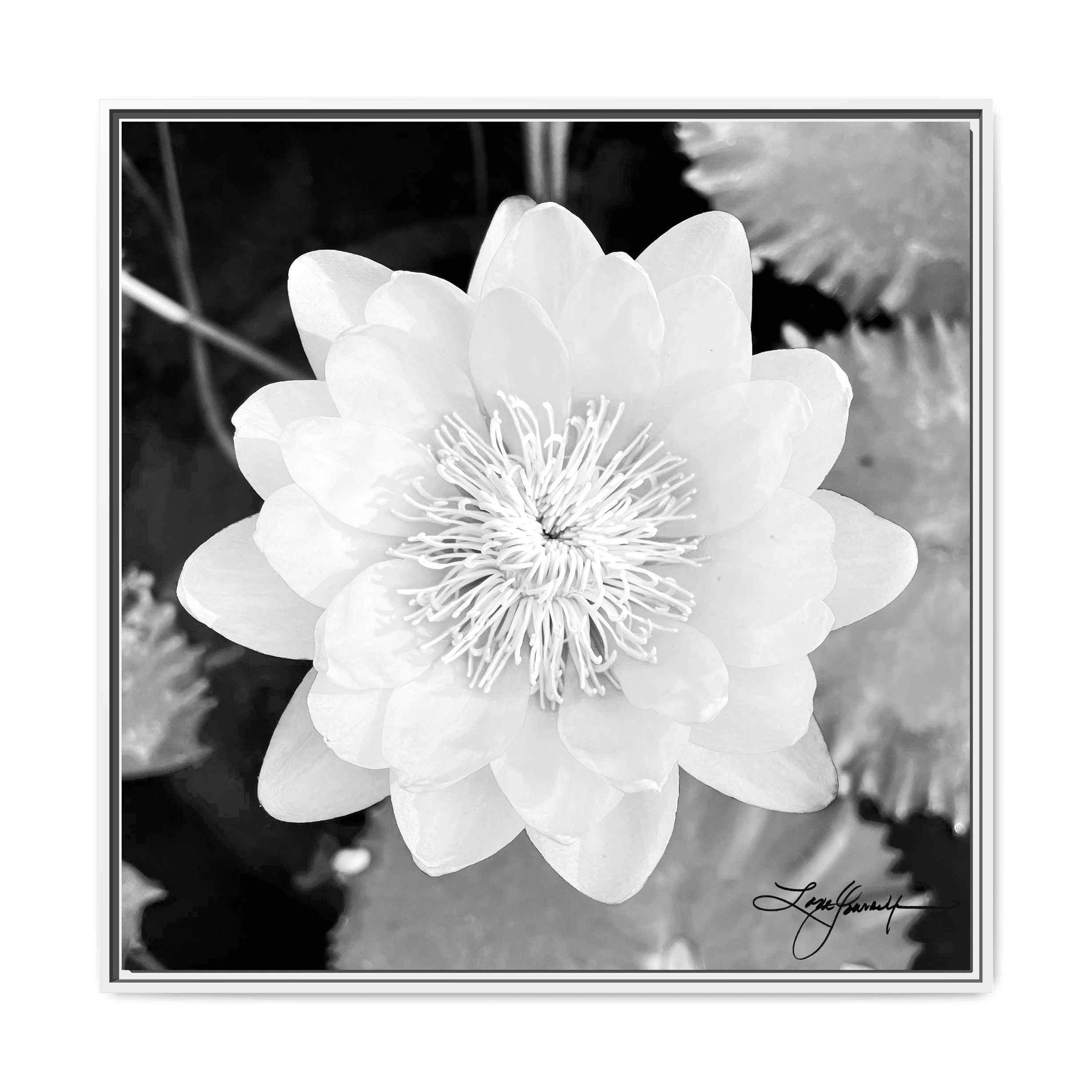 F White