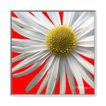A White