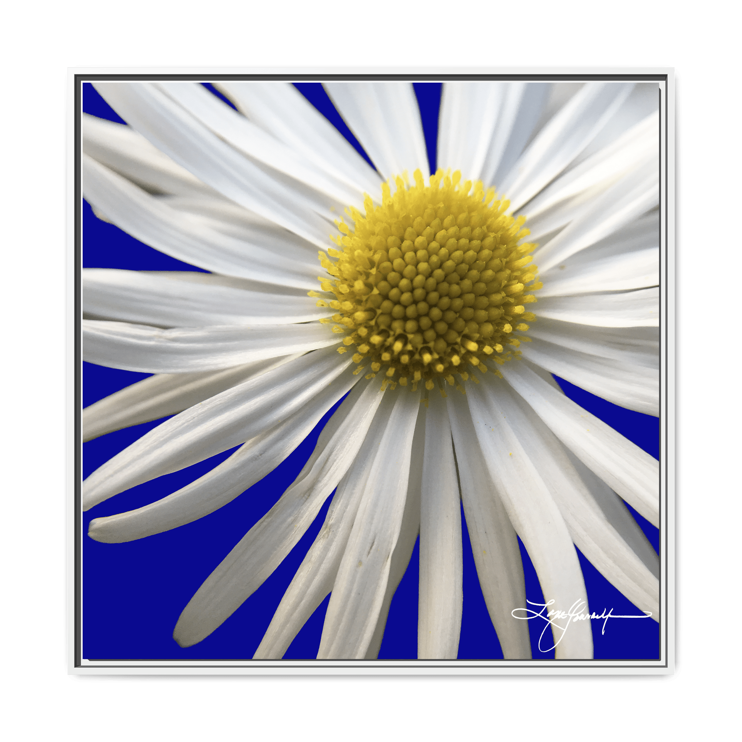 B White