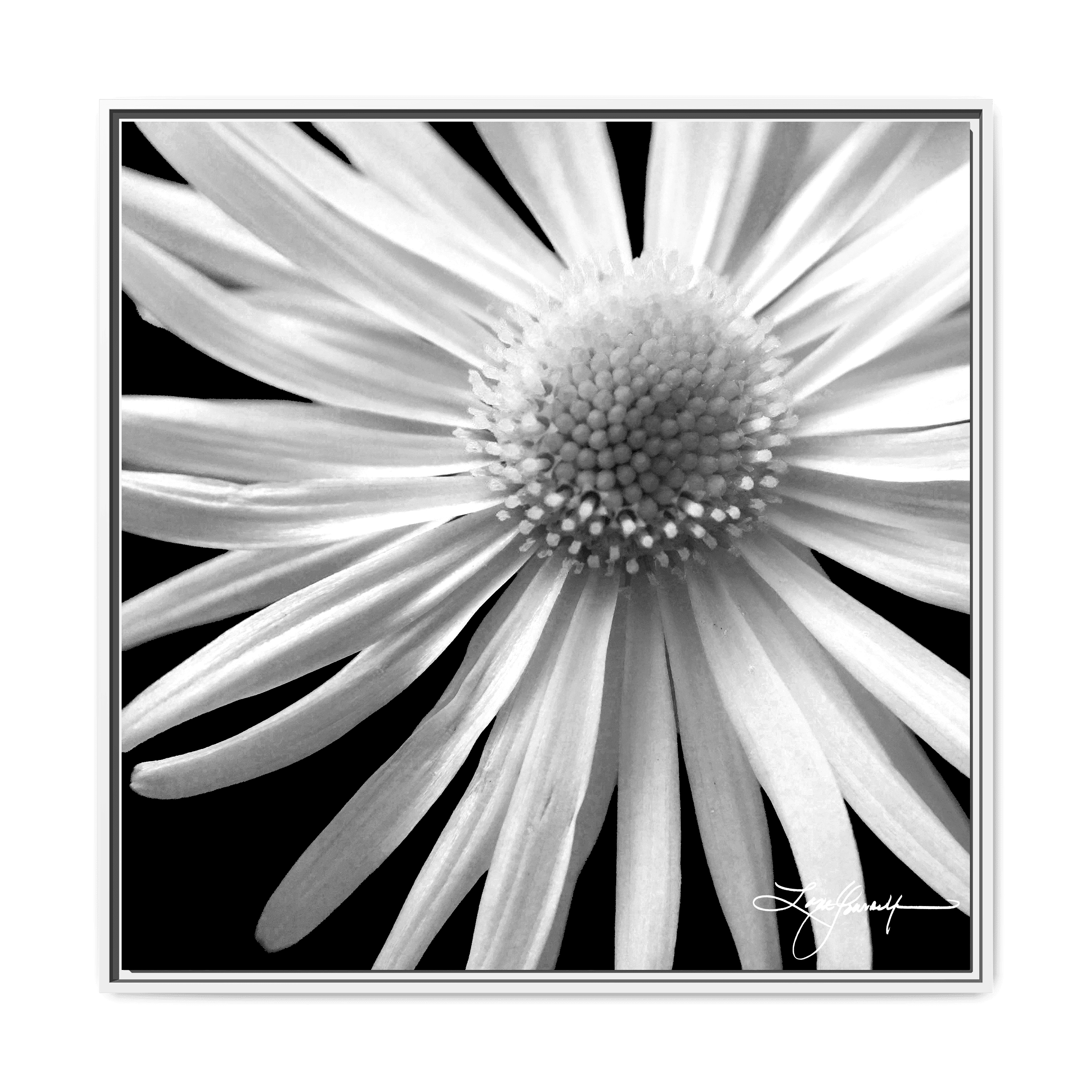 E White