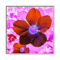 A White