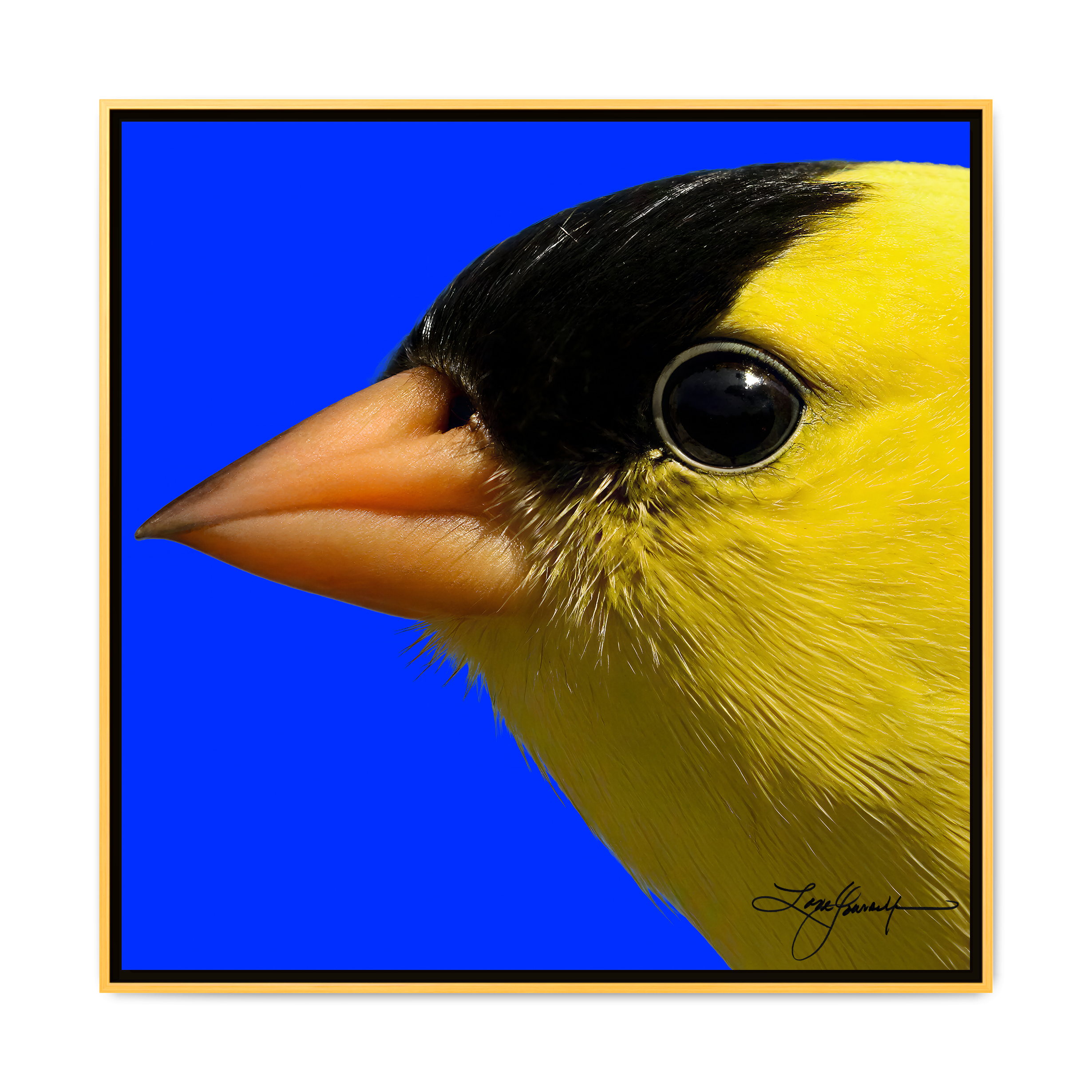 A Gold